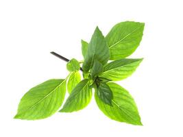 Sweet Basil, Thai Basil photo