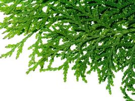 Green leaf of Chimese Arborvitae photo