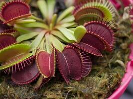 Venus Flytrap plant. photo