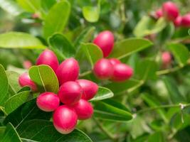 Fruit of Bengal Currants. photo