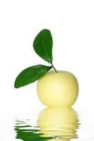 Asian pear on white background. photo