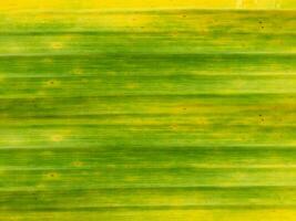 Abstract background of old banana leaf photo