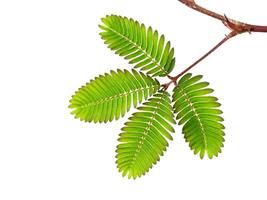 Sensitive plant on white background. photo