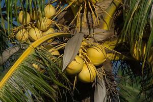 amarillo Coco en árbol. foto