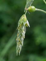 Close up of Jobs tears flower. photo