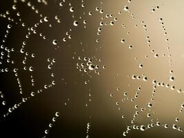 Water drop on web. photo