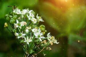 Chinese Chives flower. photo