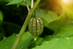 Hogweed or Ground Cherry. photo