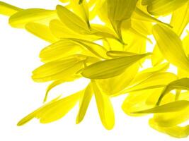 Close up petal of Chrysanthemum flower. photo