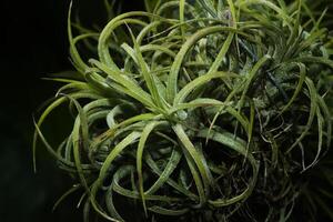 verde Tillandsia. aire planta foto