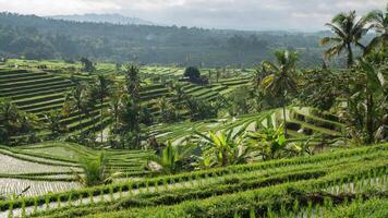 Tempo lapso do Jatiluwih arroz terraços Bali, Indonésia arroz Campos subak sistema dramático maciço cênico verde panorama unesco mundo herança local às Colina lado dentro tabanan Vila video