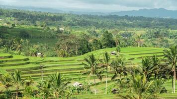 Zeit Ablauf von jatiluwih Reis Terrassen Bali, Indonesien Paddy Felder subak System dramatisch fest szenisch Grün Landschaft UNESCO Welt Erbe Seite? ˅ beim Hügel Seite im tabanan Dorf video