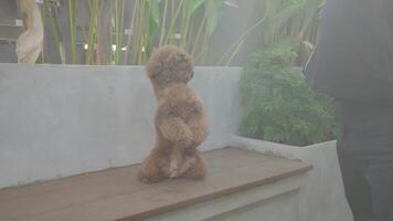 asiático hombre con linda marrón caniche perrito demostración afecto video