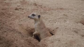 meerkats meerkat suricate folkhop från kommande ut från hål på de jord video