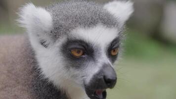 alimentación en peligro de extinción linda de cola anillada lémur comiendo retrato video