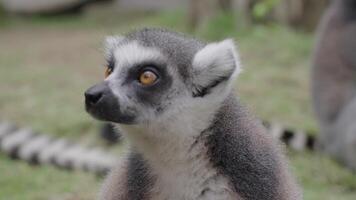 voeden bedreigd schattig ringstaart lemur aan het eten portret video