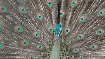 bedreigd mannetje groen pauw Pauw pavo muticus in Scherm - de tropisch bossen van zuidoosten Azië video