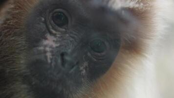 portret van kwetsbaar Javaan lutung langur trachypithecus auratus oorspronkelijk van Indonesië video