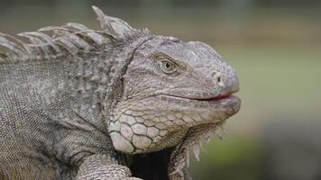 Leguan Reptil Eidechse Gehen Einzelheiten Textur Nahansicht video
