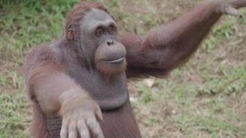 in via di estinzione bornean orangutan pongo pygmaeus su il erba - mammifero primate Indonesia grande scimmie nativo per Asia video