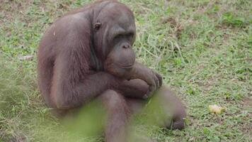 en peligro de extinción borneo orangután pongo Pygmaeus en el césped - mamífero primate Indonesia genial simios nativo a Asia video