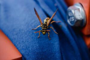 Wasp alone on a blue fabric outdoors in the morning photo