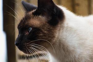 Cute domesticated siamese cat with blue eyes, outdoor scene, felis catus photo