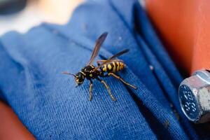 Wasp alone on a blue fabric outdoors in the morning photo