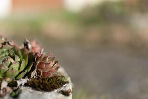 Sempervivum tectorum, common Houseleek. Perennial plant growing in flower pot. Sempervivum in nature. Liveforever plant, succulent. photo