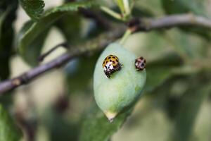 mariquita y larva en un ciruela, coccinella septempunctata, coccinellidae foto