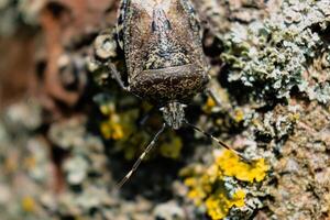 Mottled shieldbug on a tree, stink bug, rhaphigaster nebulosa photo