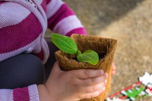 del bebe manos participación un calabacín brote en biodegradable maceta, multa motor habilidades desarrollo, fuera de actividad foto