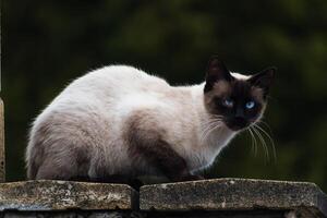 Cute domesticated siamese cat with blue eyes, outdoor scene, felis catus photo