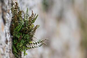 Asplenium trichomanes, maidenhair spleenwort growing on a stone wall photo