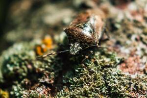 Mottled shieldbug on a tree, stink bug, rhaphigaster nebulosa photo