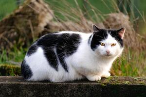 Domesicated bicolor cat with yellow eyes, black and white fur, outdoor scene, felis catus, european shorthair, celtic shorthair photo