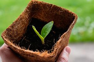 Zucchini seed which has sprout in biodagradable pot, zero waste and plastic free photo