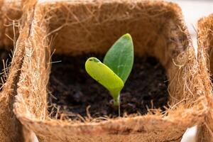 Zucchini seed which has sprout in biodagradable pot, zero waste and plastic free photo