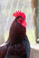 French rooster in a farm with beautiful dark plumage photo