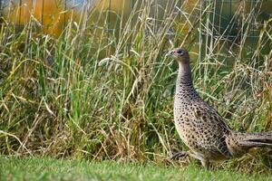 Pheasant female walking on a grass field. Profile view, phasianus colchicus photo