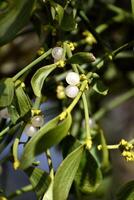 Branch of mistletoe with white berries on apple tree. Viscum album, close-up. photo