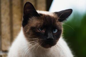 Cute domesticated siamese cat with blue eyes, outdoor scene, felis catus photo