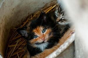 linda calicó gatito con azul ojos mirando a el cámara, camada de Tres gatitos en el Paja en un granja foto