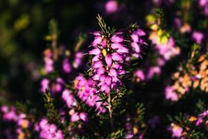 Pink heather sprigs on a plant in the ground in winter, ericaceae, calluna vulgaris photo