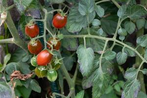 Red and green long cherry tomatoes growing on the plant photo