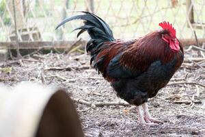 francés gallo en un granja con hermosa oscuro plumaje foto