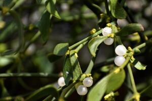 Branch of mistletoe with white berries on apple tree. Viscum album, close-up. photo