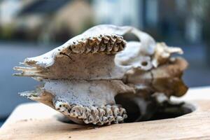 cráneo de joven ciervo con sus dientes y cornamenta foto
