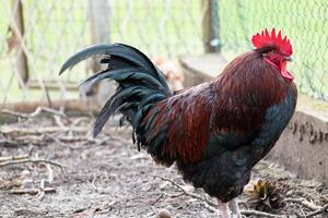 francés gallo en un granja con hermosa oscuro plumaje foto