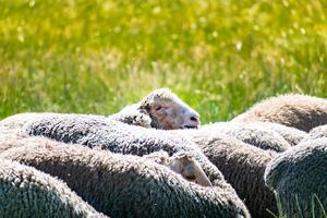 Herd of young lambs grazing the fresh green meadow on a sunny day photo